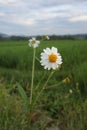 A Bidens pilosa flowers