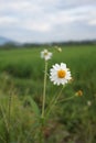 A Bidens pilosa flowers