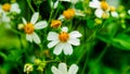 Bidens Pilosa Flowers