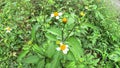 Bidens pilosa (ketul sapi, jaringan, Spanish Needle, Blackjacks, Beggar ticks) with a natural background