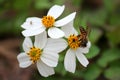 Bidens pilosa