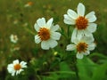 (Bidens pilosa) is a plant from the Asteraceae family that is widely used in herbal medicine