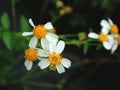 Bidens pilosa plant, a useful wild plant