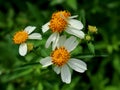 Bidens pilosa plant, a useful wild plant