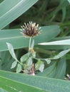 Bidens pilosa seeds, medicinal herb Royalty Free Stock Photo