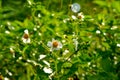 Bidens pilosa is a small flowering plant on the way.