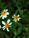 (Bidens pilosa) is a plant from the Asteraceae family that is widely used in herbal medicine