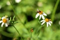 Bidens Pilosa is a white flower