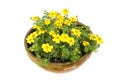 Bidens in a pot