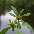 Bidens tripartita