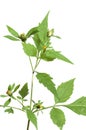 Bidens tripartita Royalty Free Stock Photo