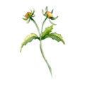 Bidens tripartita medicinal plant watercolor illustration isolated on white background. Tree lobe beggarttick yellow