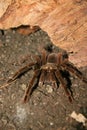 Bidrspider vitalius wacketi Royalty Free Stock Photo