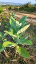 biduri leaf plant or thistle Calotropis gigantea