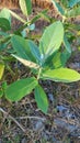 biduri leaf plant or thistle Calotropis gigantea