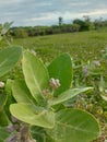 Biduri or thistle plant or calotropis procera with purple flowers growing in the yard