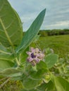 Biduri or thistle plant or calotropis procera with purple flowers growing in the yard