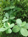 Biduri tree with wide green leaves and a new flower appearing at the top of the tree.