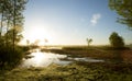 Biebrza National Park in the morning Royalty Free Stock Photo