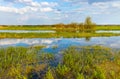 Biebrza river wetlands and bird wildlife reserve during spring nesting period in Burzyn village in Poland