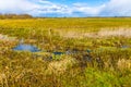 Biebrza river wetlands and nature reserve landscape with Marsh-marigold flowers in Mscichy village in Poland Royalty Free Stock Photo