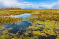 Biebrza river wetlands and nature reserve landscape with Marsh-marigold flowers in Mscichy village in Poland Royalty Free Stock Photo