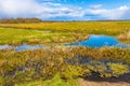 Biebrza river wetlands and nature reserve landscape with Marsh-marigold flowers in Mscichy village in Poland Royalty Free Stock Photo