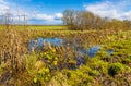 Biebrza river wetlands and nature reserve landscape with Marsh-marigold flowers in Mscichy village in Poland Royalty Free Stock Photo