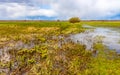 Biebrza river wetlands and nature reserve landscape with Marsh-marigold flowers in Mscichy village in Poland Royalty Free Stock Photo