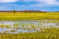 Biebrza river wetlands and nature reserve landscape with Marsh-marigold flowers in Mscichy village in Poland Royalty Free Stock Photo