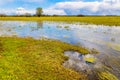 Biebrza river wetlands and nature reserve landscape with Marsh-marigold flowers in Mscichy village in Poland Royalty Free Stock Photo