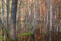 Biebrza swamps submerged forest