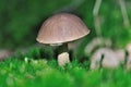 Biech bollete mushroom. Royalty Free Stock Photo