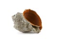 biege sea shell with orange orifice isolated against white background