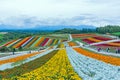 Biei, Hokkaido, Japan - September 27, 2018: shikisai-no-oka Farm