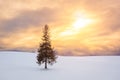 Biei, Hokkaido, Japan in Winter Royalty Free Stock Photo