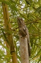 bien parado (Nyctibius griseus) Royalty Free Stock Photo