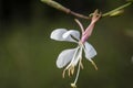 Biennial Beeblossom is a food source for pollinators in a pine savanna habitat