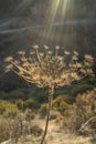 Biennial herbaceous plant wild carrot or Daucus carota