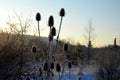 Biennial, 70 to 200 cm tall herb. Stem straight, branched, prickly. flowers light purple, rarely white, begin to bloom in the midd