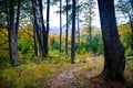 Bieszczady mountains forest Royalty Free Stock Photo