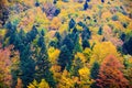 Bieszczady mountains forest Royalty Free Stock Photo