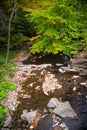 Bieszczady mountains forest Royalty Free Stock Photo