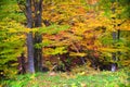 Bieszczady mountains forest Royalty Free Stock Photo