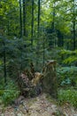 Bieszczady Mountains, The wildest region in the Poland, Poland Royalty Free Stock Photo