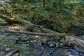 Bieszczady Mountains, The wildest region in the Poland, Poland Royalty Free Stock Photo