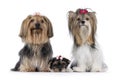 Biewer terrier dogs on white background Royalty Free Stock Photo