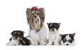 Biewer terrier dogs on white background Royalty Free Stock Photo