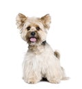 Biewer Terrier in front of white background Royalty Free Stock Photo