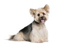 Biewer Terrier in front of white background Royalty Free Stock Photo